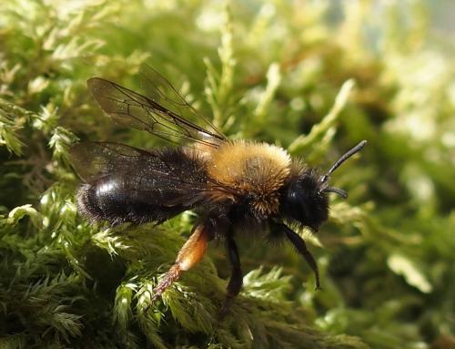 Andrena clarkella
